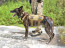 Patrol Harness