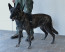 K9 Tracking Harness image 1