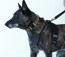 K9 Tracking Harness image 3